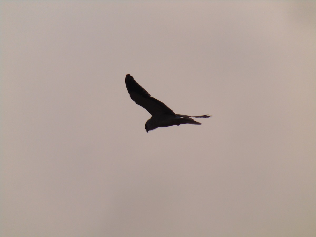 Black-winged Kite - Divin Venu