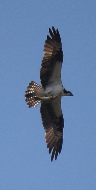 Águila Pescadora - ML32384911