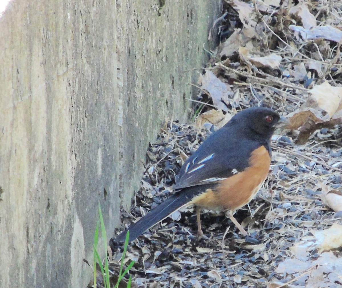 ワキアカトウヒチョウ - ML323849531