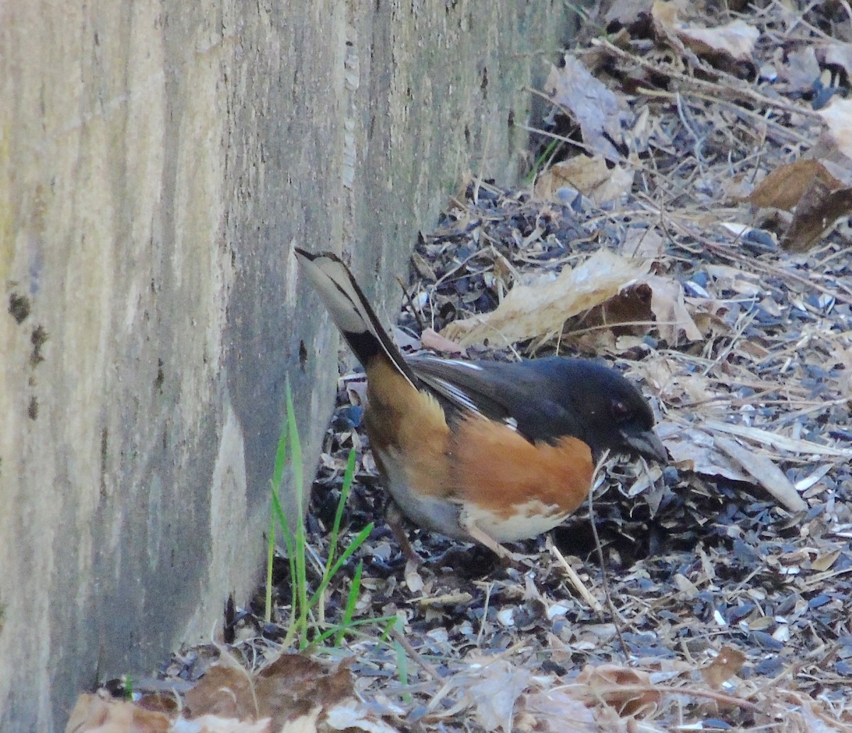 Eastern Towhee - ML323849541