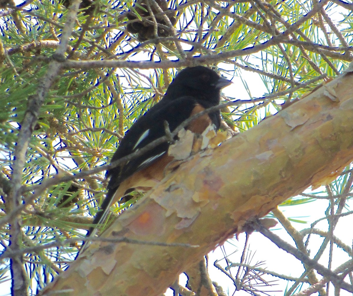 Eastern Towhee - ML323849551