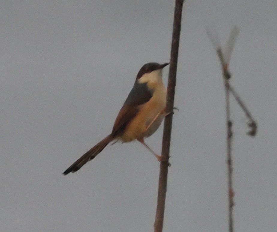 Ashy Prinia - ML323850031