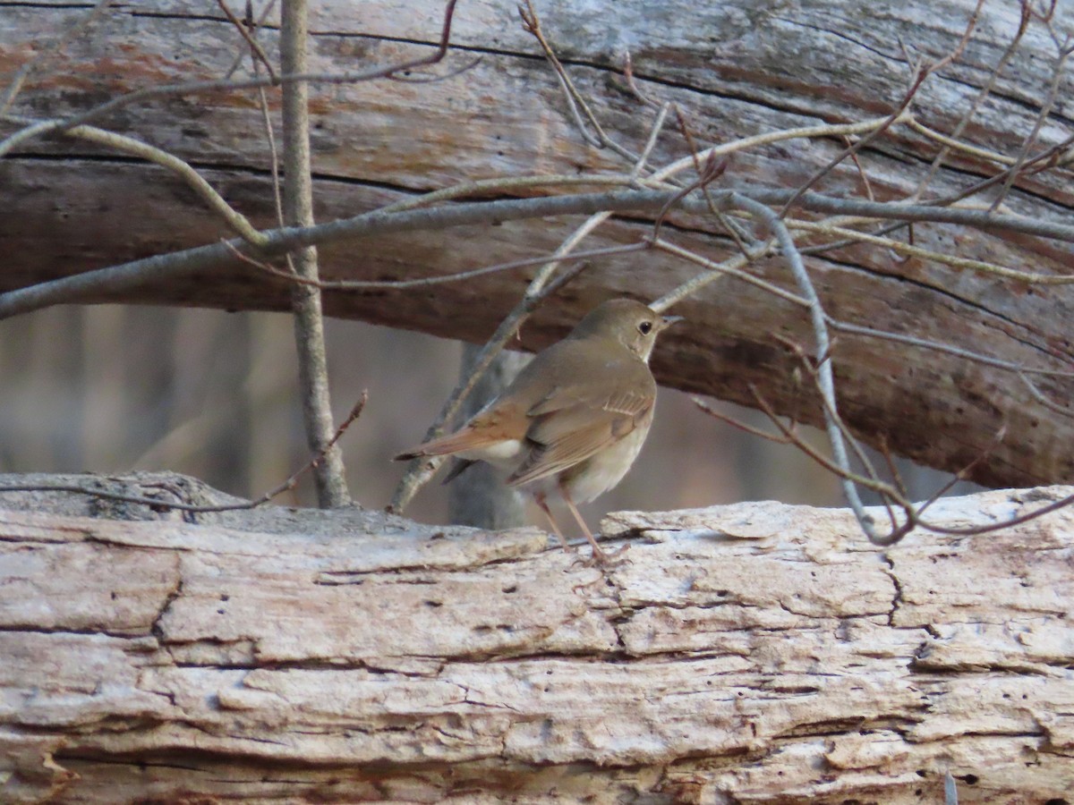 Hermit Thrush - ML323851251