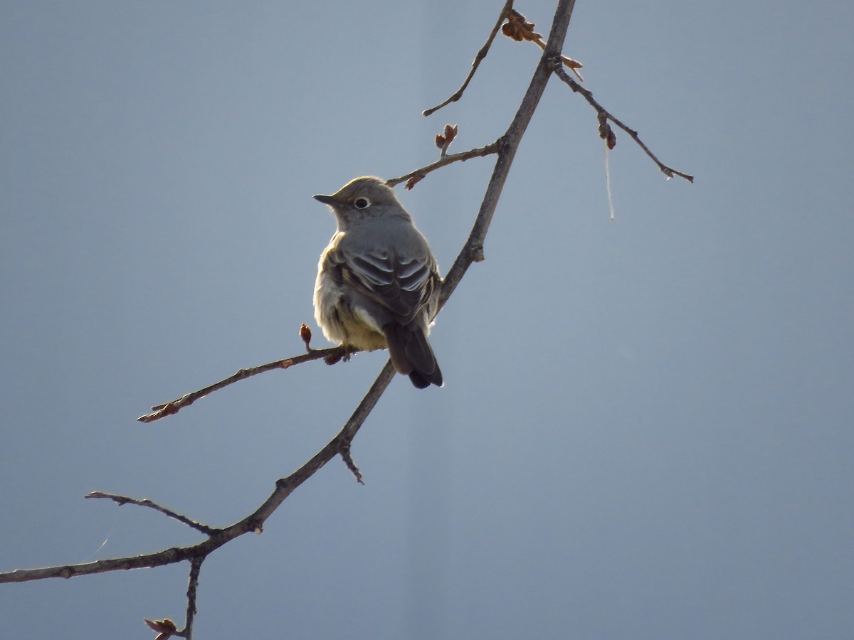 Townsend's Solitaire - ML323852021