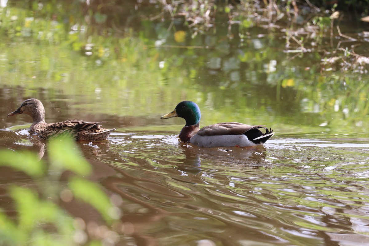 Mallard - Joseph Bozzo