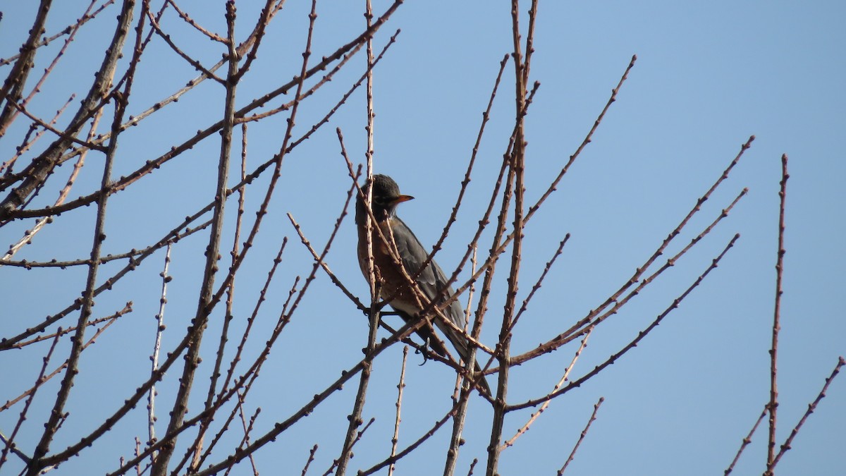 American Robin - ML323854291