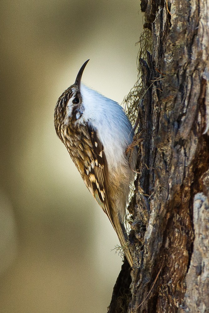 Short-toed Treecreeper - ML323856661