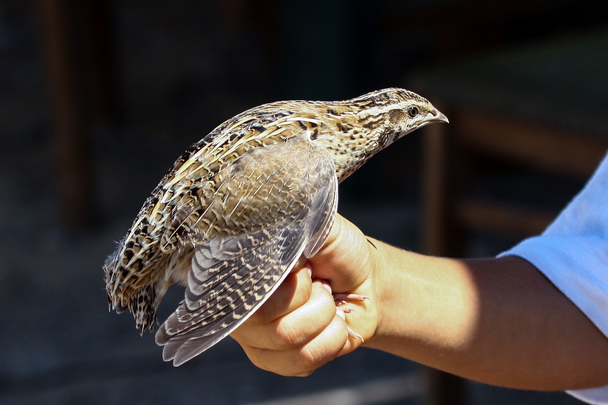 Common Quail - ML323858511