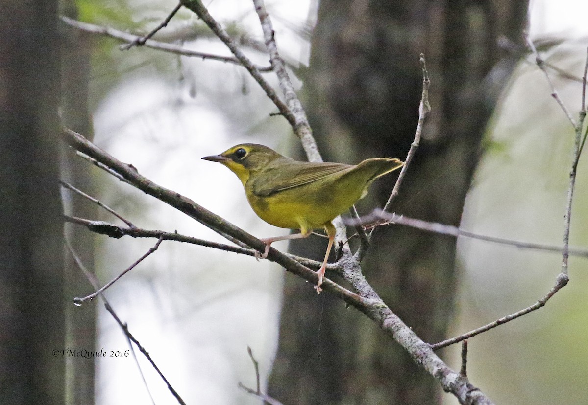 Kentucky Warbler - Tammy McQuade