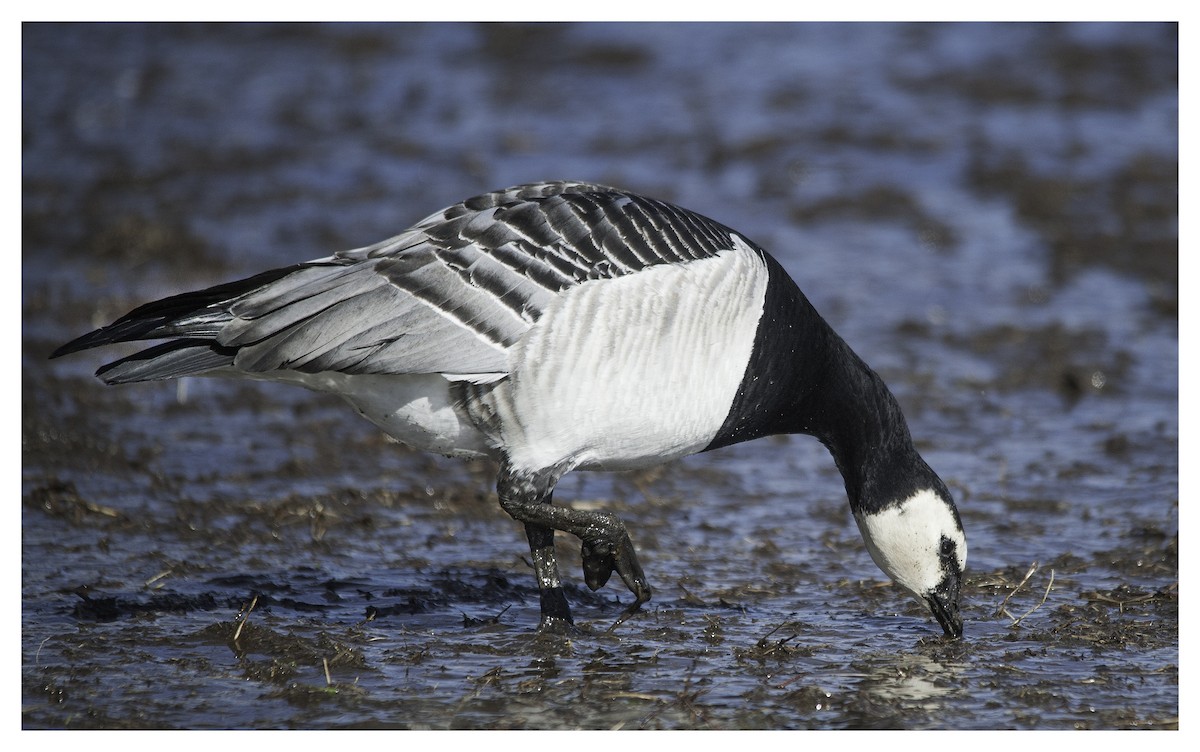 Barnacle Goose - ML32385891