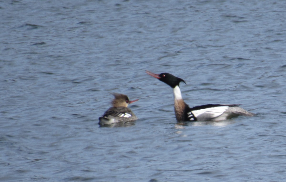 Red-breasted Merganser - Brett Bohnert
