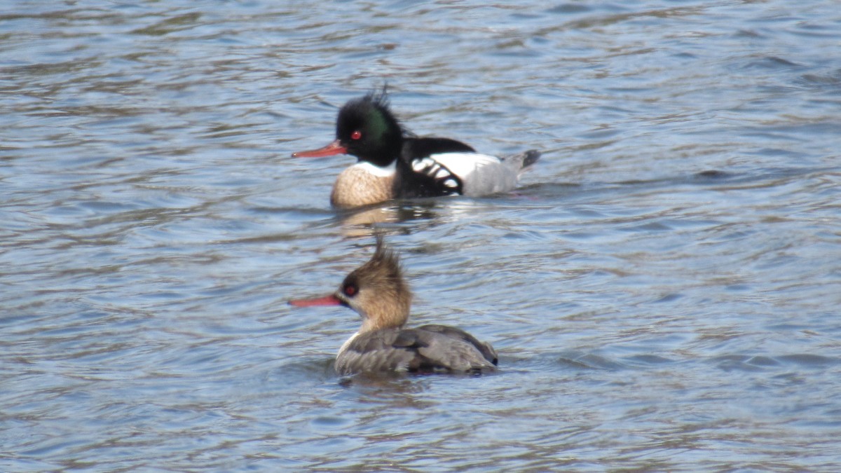 Red-breasted Merganser - ML323858981