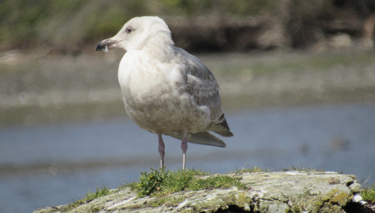Glaucous-winged Gull - ML323859251