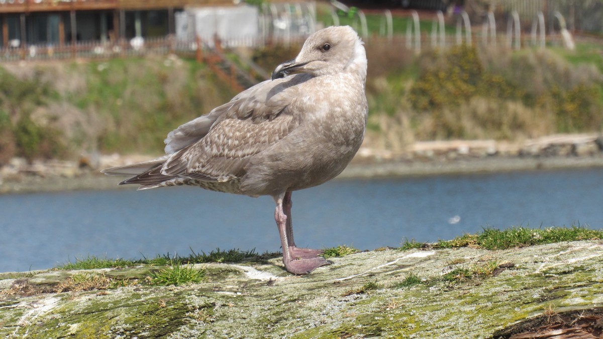 Glaucous-winged Gull - ML323859271