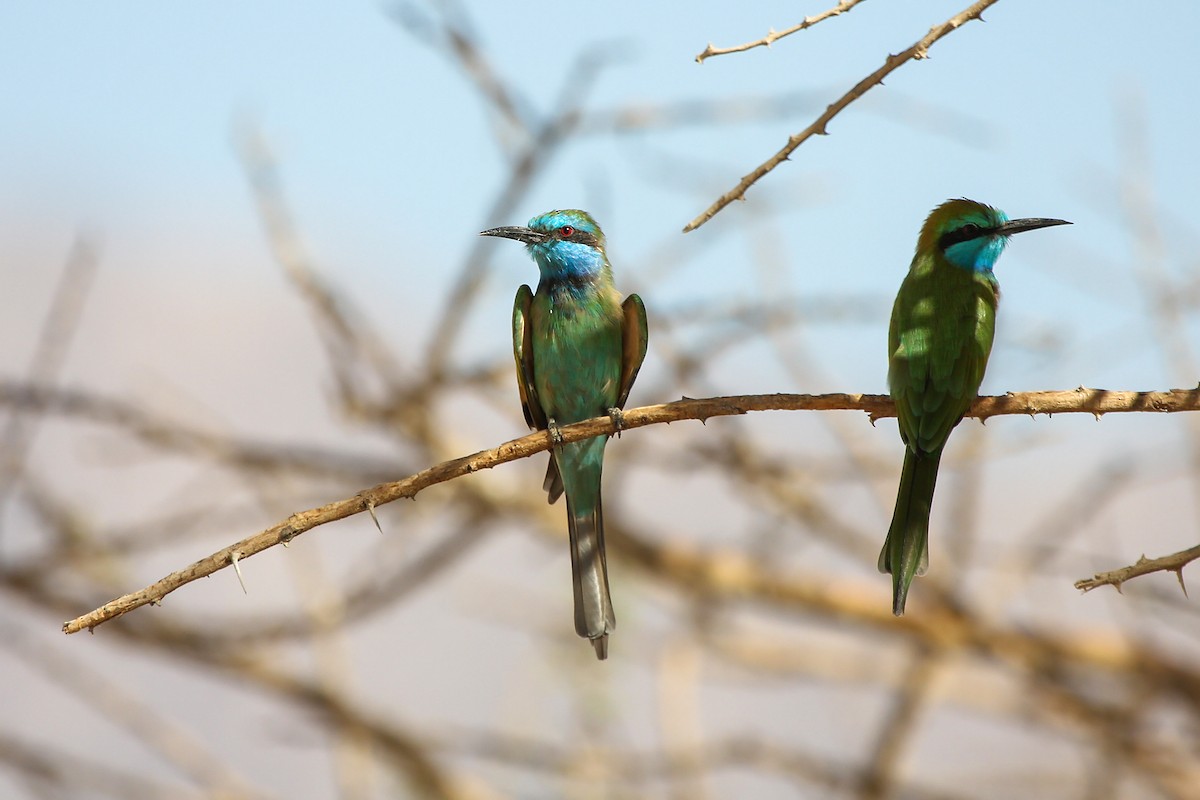 Arabian Green Bee-eater - ML323859991