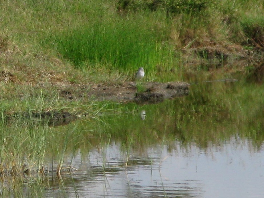 Common Sandpiper - ML323860871