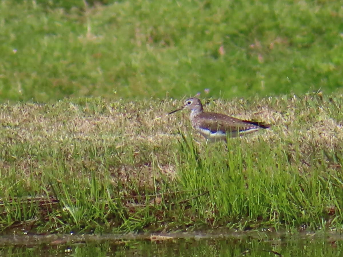 Solitary Sandpiper - ML323861721