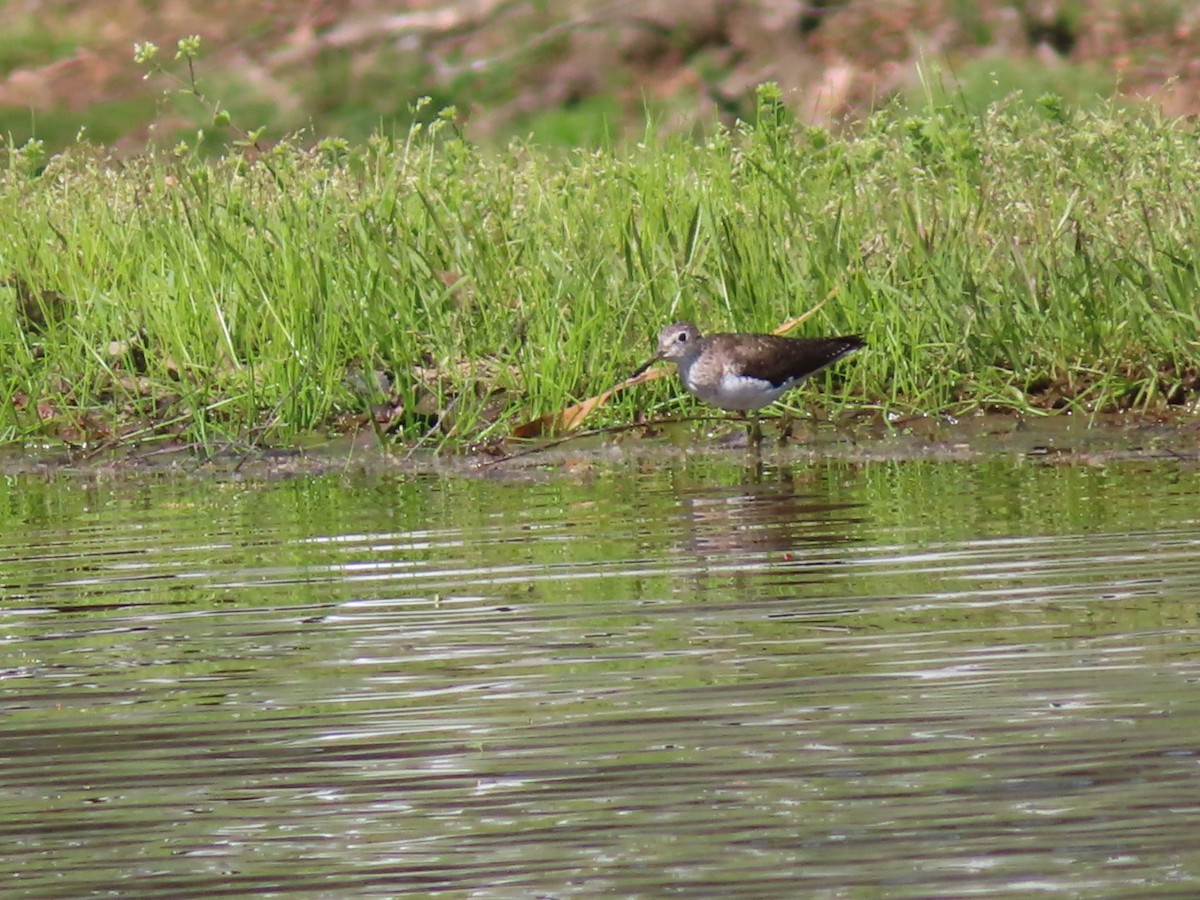 Solitary Sandpiper - ML323861731