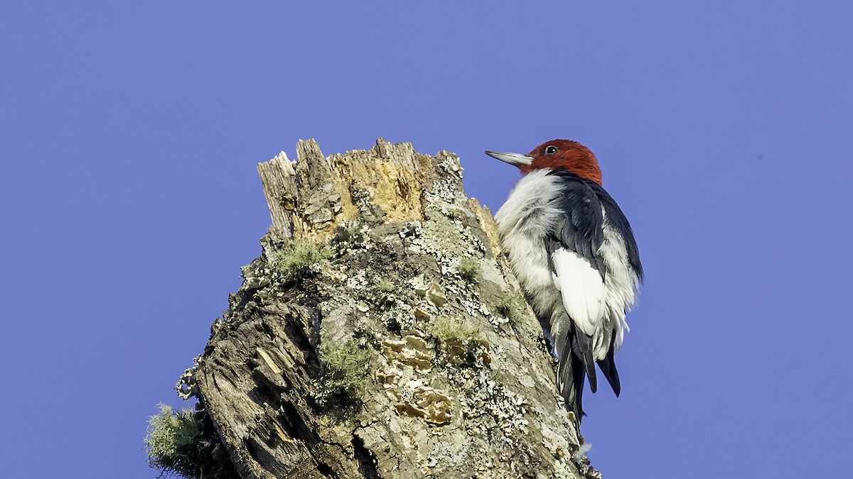 Red-headed Woodpecker - David Fischer