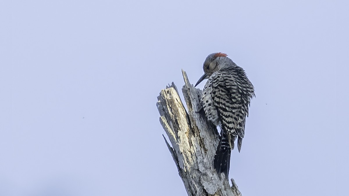 Northern Flicker - ML323861961