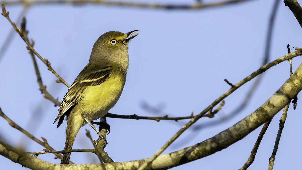 White-eyed Vireo - ML323862121