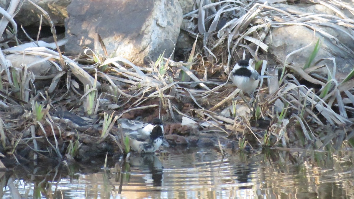 Black-capped Chickadee - ML323863181