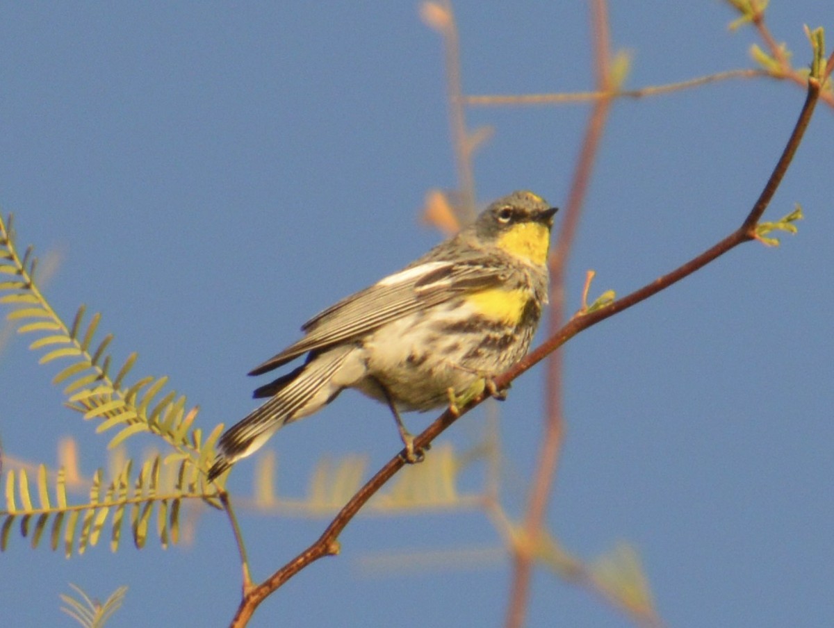 Yellow-rumped Warbler - ML323863561