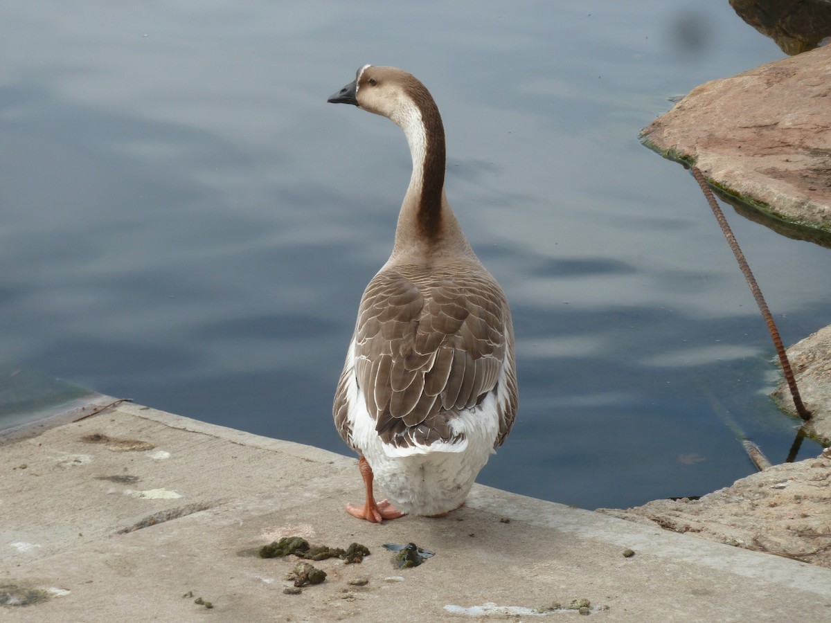 Anser/Branta sp. - ML323864741