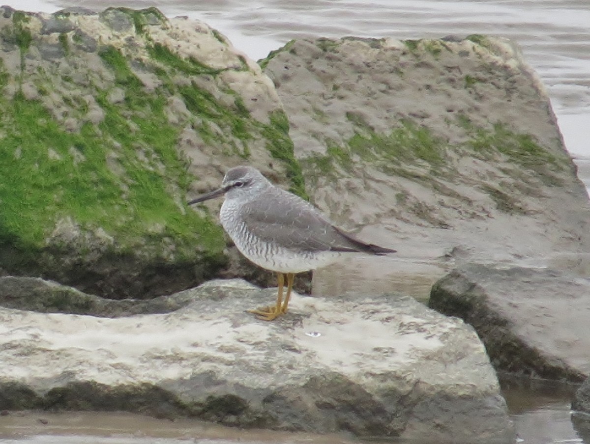 Gray-tailed Tattler - ML323864851