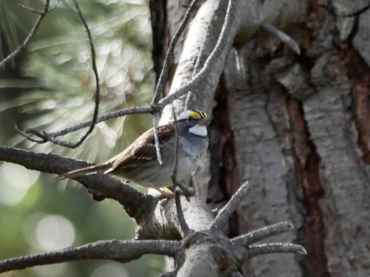 White-throated Sparrow - ML323868631