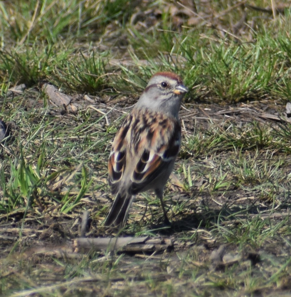 American Tree Sparrow - ML323868711