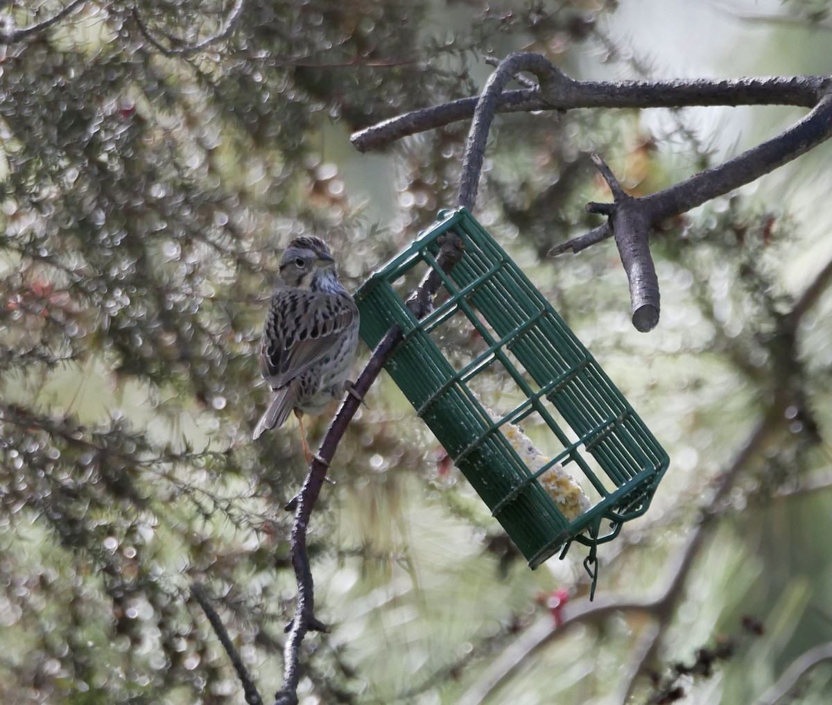 Lincoln's Sparrow - ML323869091