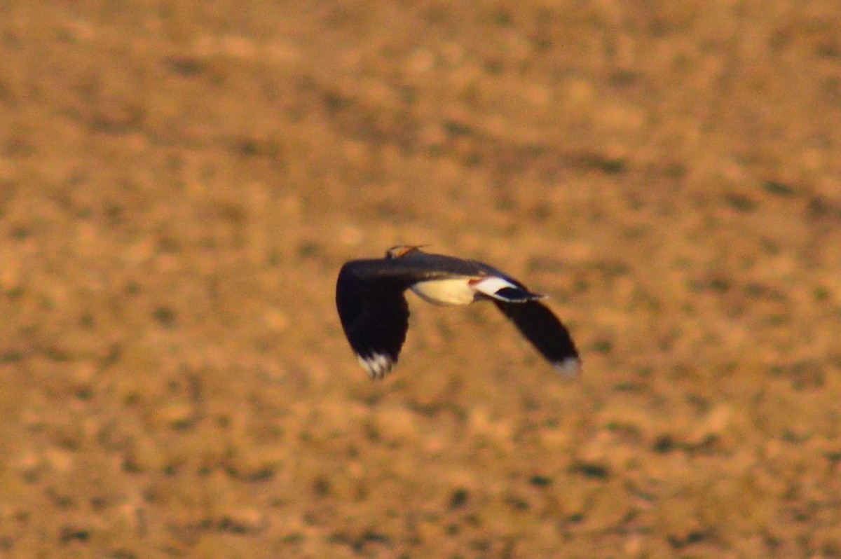 Northern Lapwing - ML323869701