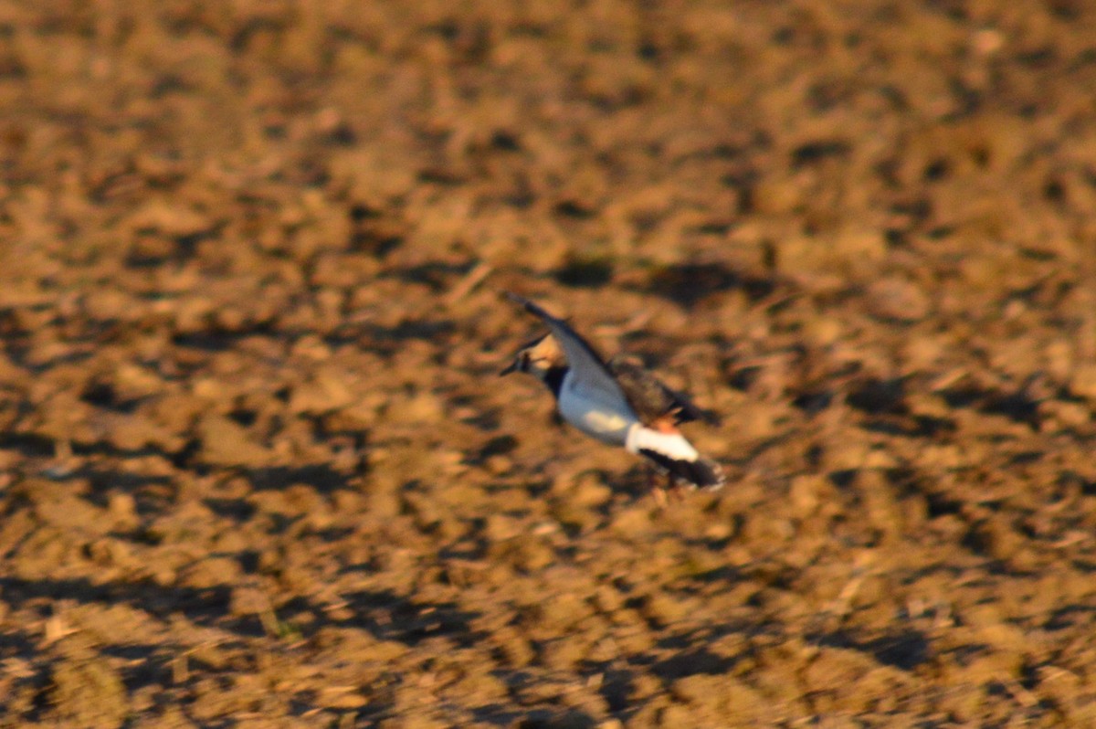 Northern Lapwing - ML323869751