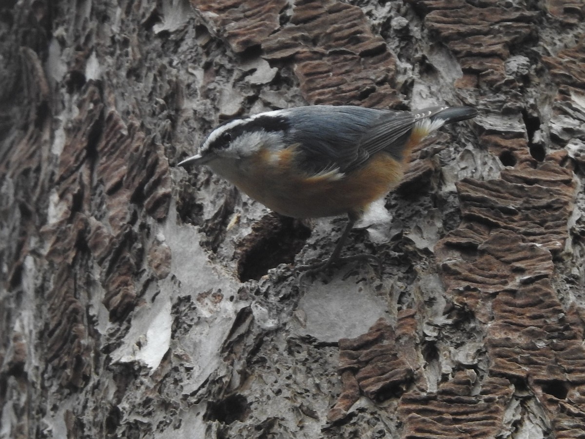 Red-breasted Nuthatch - ML323869931