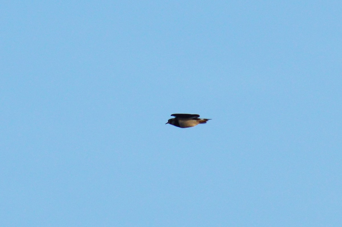 Northern Lapwing - ML323869941