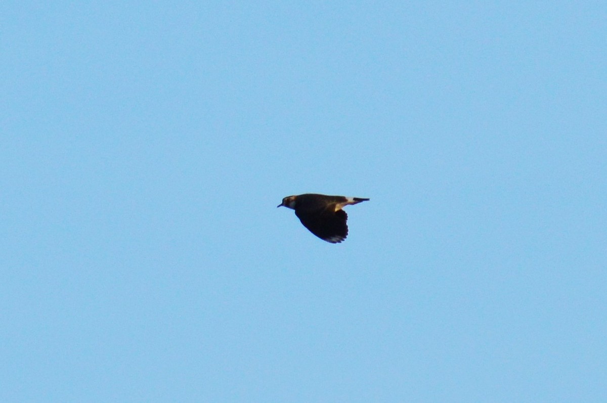 Northern Lapwing - ML323869951
