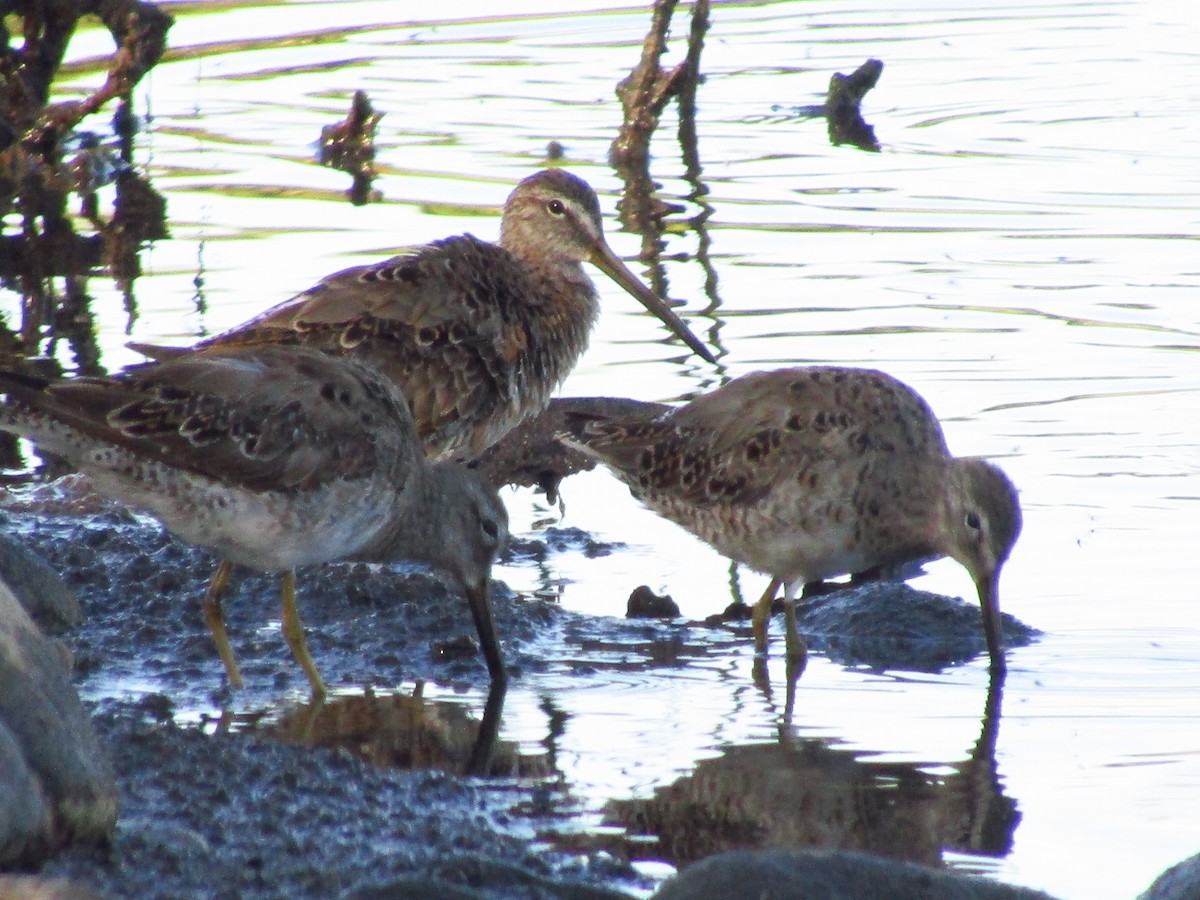 Long-billed Dowitcher - ML323870521