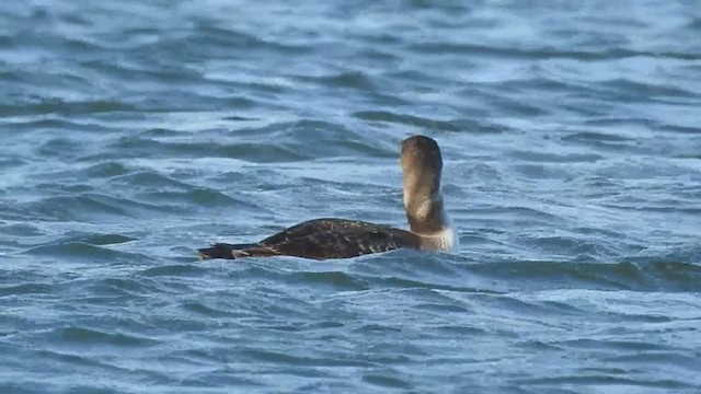 Common Loon - ML323872511