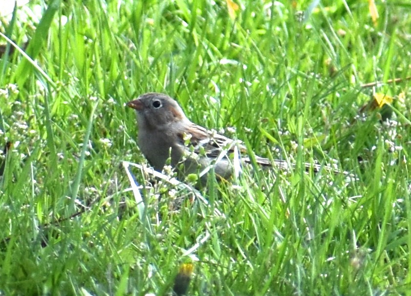 Field Sparrow - ML323874091