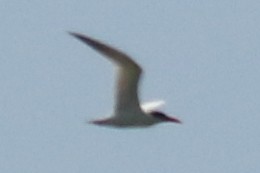 Caspian Tern - Jon G.