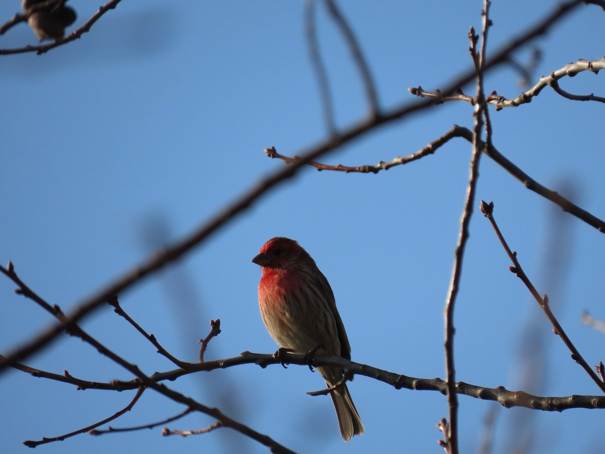 House Finch - ML323874831