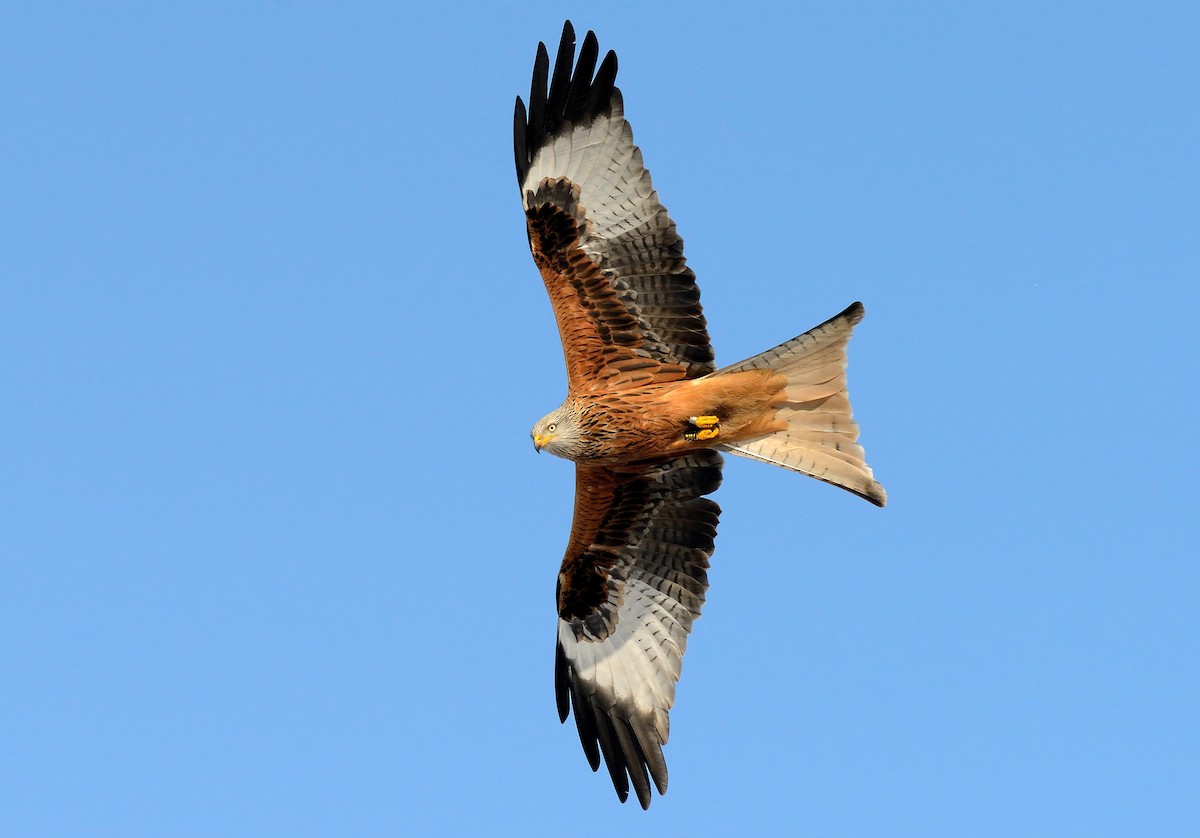 Red Kite - ML323876261