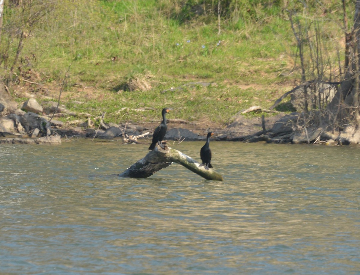 Double-crested Cormorant - ML323877641