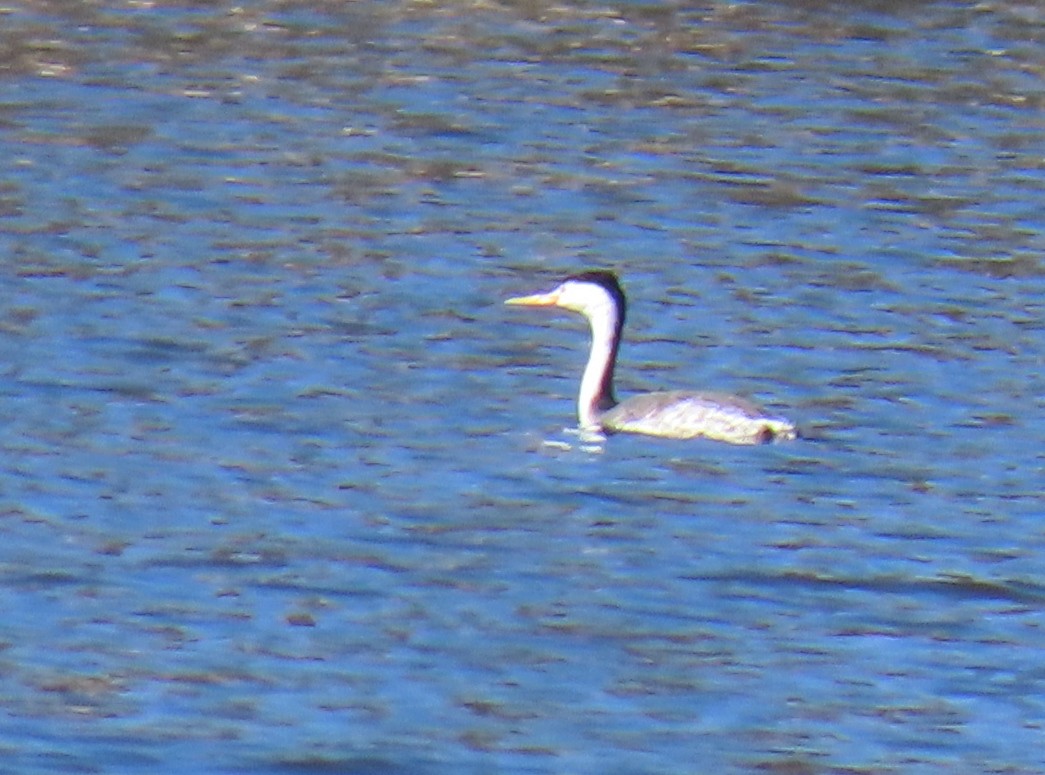 Clark's Grebe - ML323877911