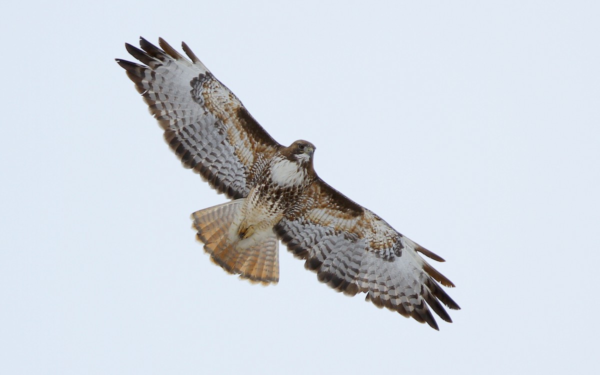Red-tailed Hawk - ML323879161