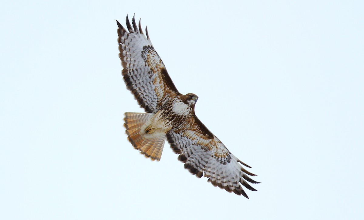 Red-tailed Hawk - ML323879391
