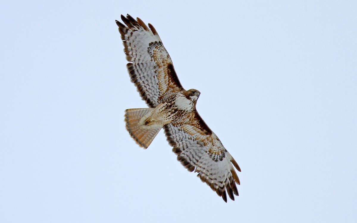 Red-tailed Hawk - ML323879411