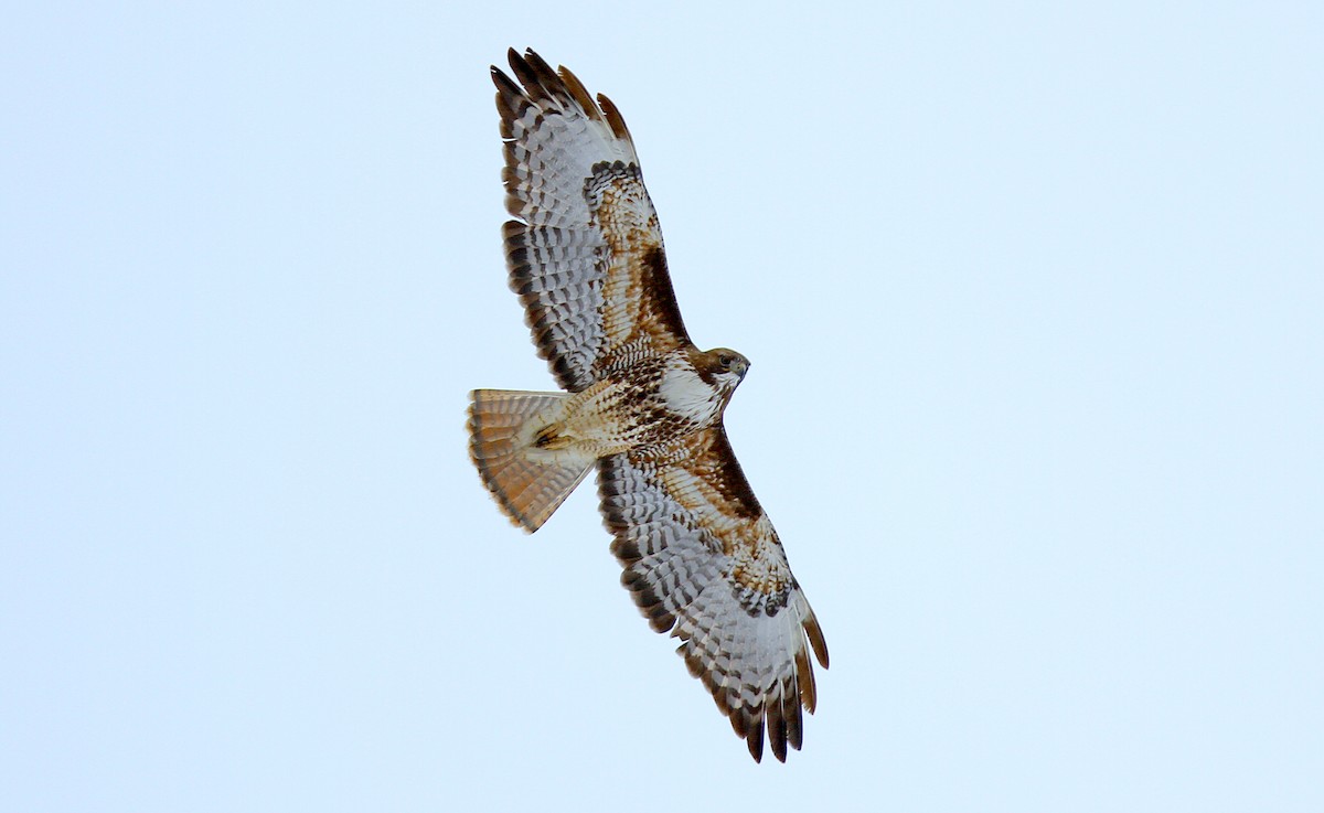 Red-tailed Hawk - ML323879421