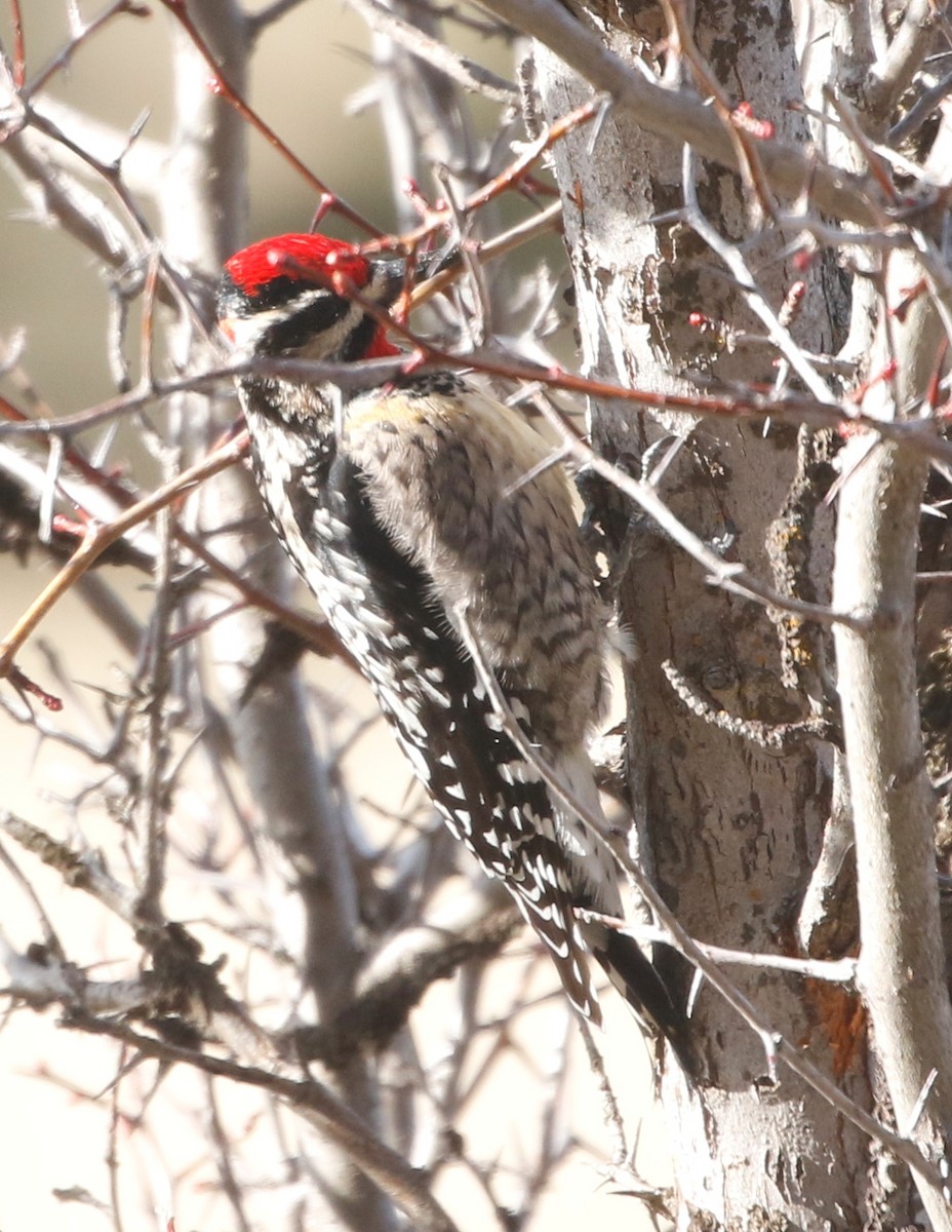 Red-naped Sapsucker - ML323881281